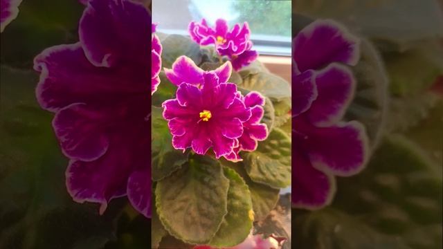 Наши цветущие фиалки 26.06.2025!