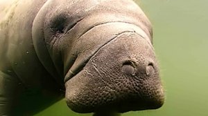 Ламантины опасны для человека?