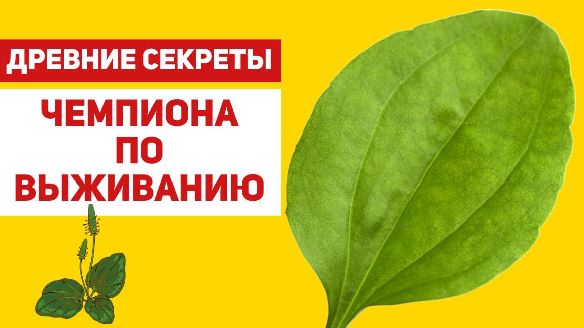 Подорожник: растение силы у тропинки и его секреты смотреть онлайн