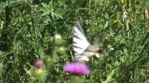 1.1. Настрой Сытина   РАДОСТЬ ЖИЗНИ . Читает автор метода Г.Н. Сытин. - смотреть видео онлайн от «Ис