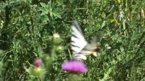 1.1. Настрой Сытина РАДОСТЬ ЖИЗНИ . Читает автор метода Г.Н. Сытин. - смотреть видео онлайн от «Ис