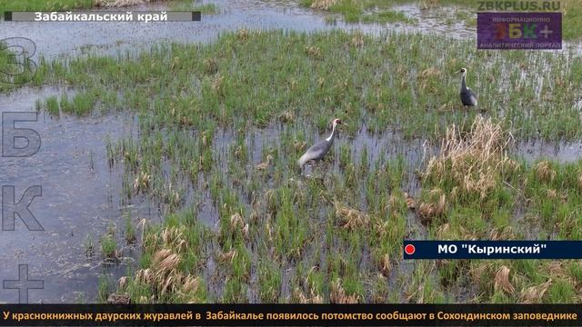 ЗБК + У краснокнижных даурских журавлей в Забайкалье появилось потомство сообщают в Сохондинском за смотреть онлайн