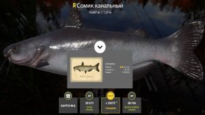 Ловля Трофейного Канального Сома Русская Рыбалка 4 #2