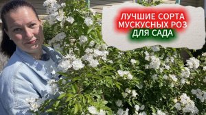 ТРИ СОРТА МУСКУСНЫХ РОЗ, КОТОРЫЕ СТОИТ ПОСАДИТЬ. ЛЕТНИЙ УХОД ЗА МУСКУСНЫМИ РОЗАМИ.