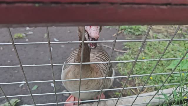 🙀ТОПконтент - вечерний зоопарк #животные #зоопарк #лайф #лайфстайл #топыкатегорий #семья #🐀 #гусь