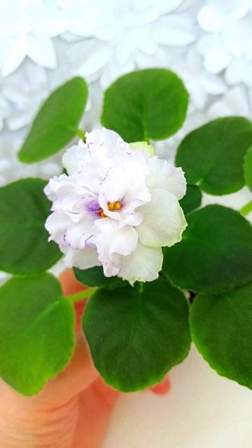 Фиалка РМ-Прекрасный Жемчуг