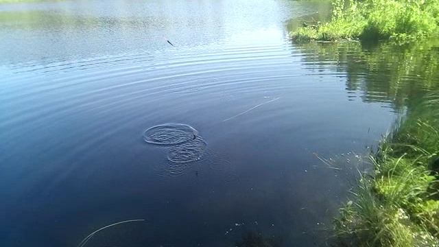 Арни и караси