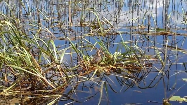 Птенец (Вышневолоцкое вдхр)