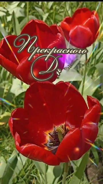 Доброе утро, Друзья ☕💖💖💖 смотреть онлайн