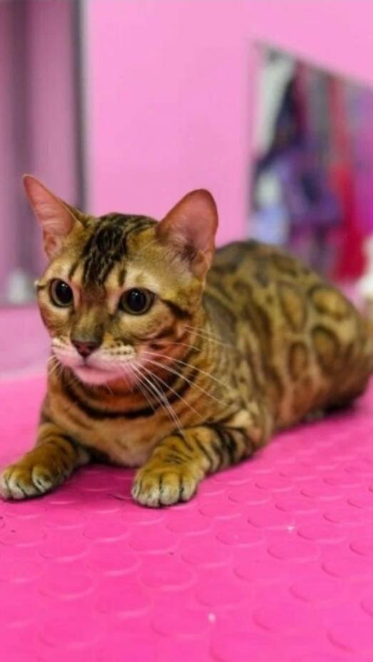 кота кафе мррррр