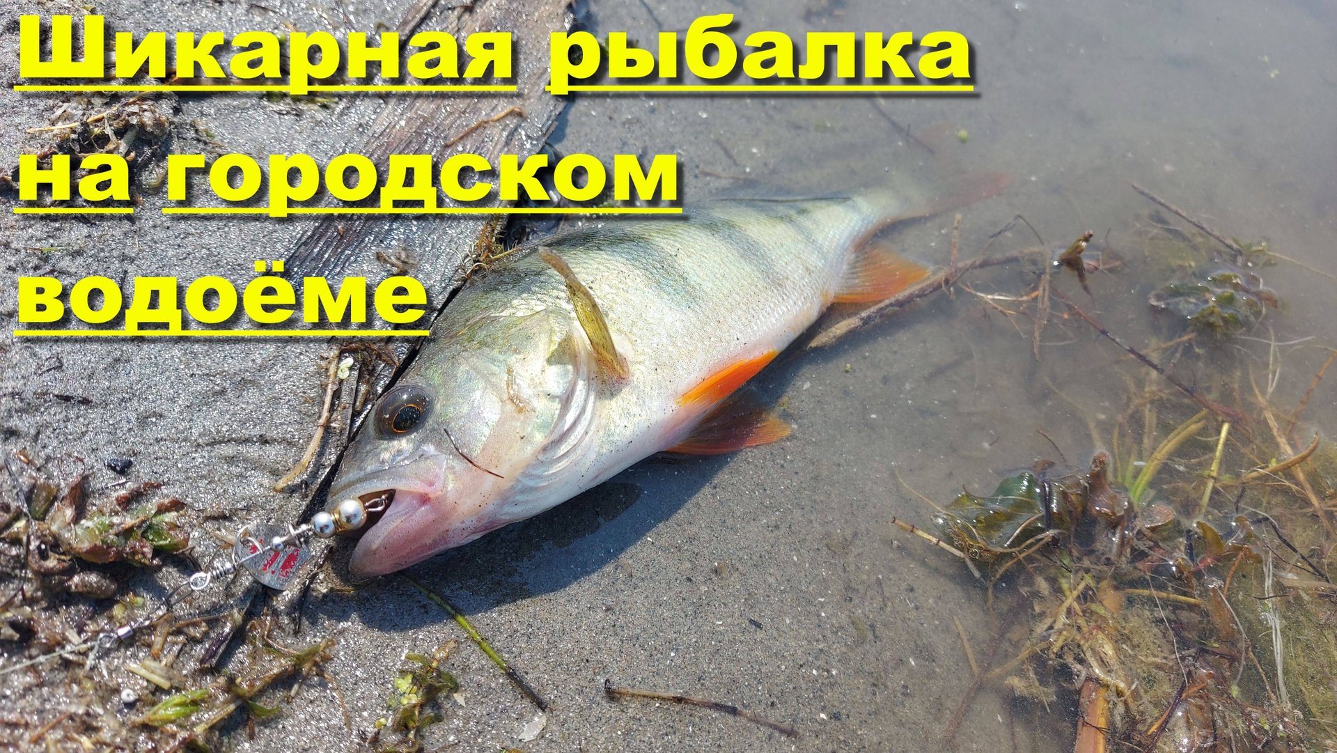 Шикарная рыбалка на городском водоёме