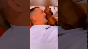 Про пёсиков