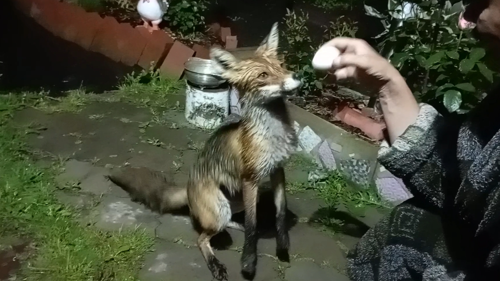 (1050) Лиса приходит в гости. Июнь 2025 смотреть онлайн