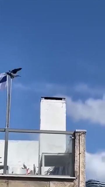 Новейшая разработка Ирана — БПЛА "Ворон" смотреть онлайн