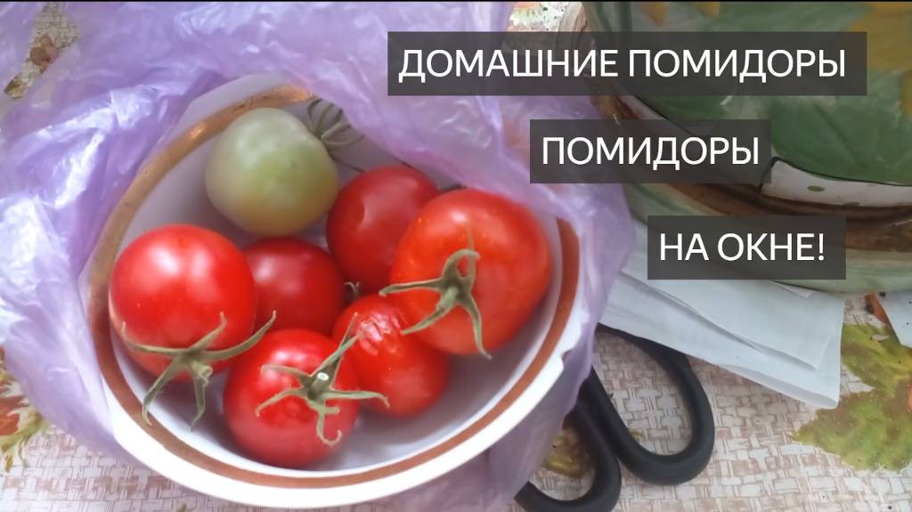 Помидоры. Домашние помидоры. Помидоры на подоконнике, на окне, на балконе. Выращивание помидор. Вау! смотреть онлайн