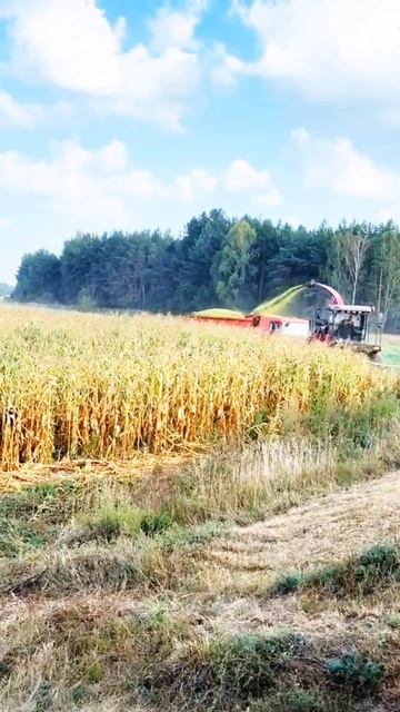 Заготовка кормов 🌱 2025год #силос #ферма #колхоз #заготовка смотреть онлайн