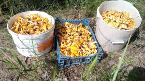 ШОК!!! Зашел в лес а там лисички!!! Огромные поляны грибов!! Грибы#2025