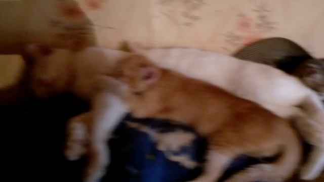 Кошачьи кадры на даче смотреть онлайн