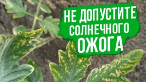 Как восстановить томаты и перцы после солнечного ожога?