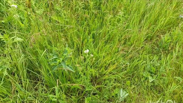 Кайлас, ищем по следу смотреть онлайн