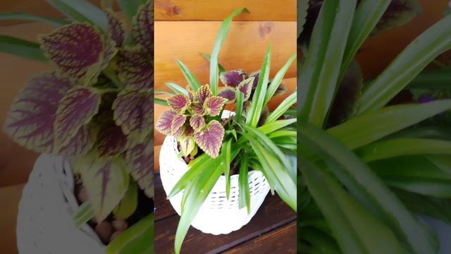 Композиции из растений в кашпо на крыльце нашей дачи.