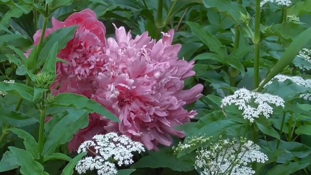 Настрой академика Сытина Г Н Здоровая поясница - смотреть видео онлайн от «Энергетическое путешестви