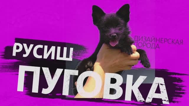 250625 Пуговка