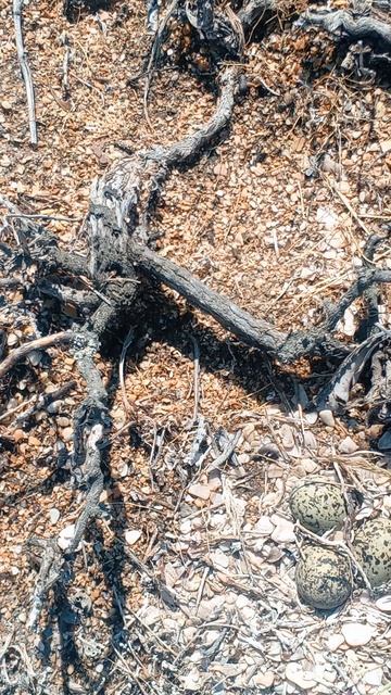 Гнездо морского зуйка. смотреть онлайн