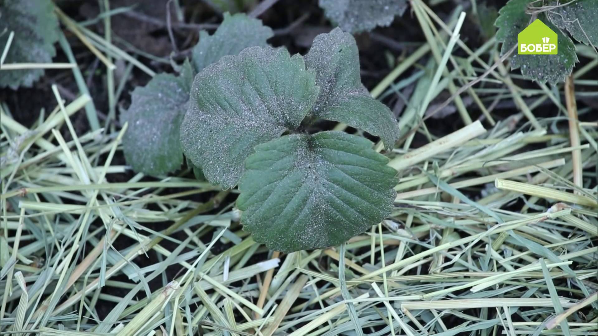 Уход за садовой земляникой. Советы и хитрости от Ольги Платоновой смотреть онлайн