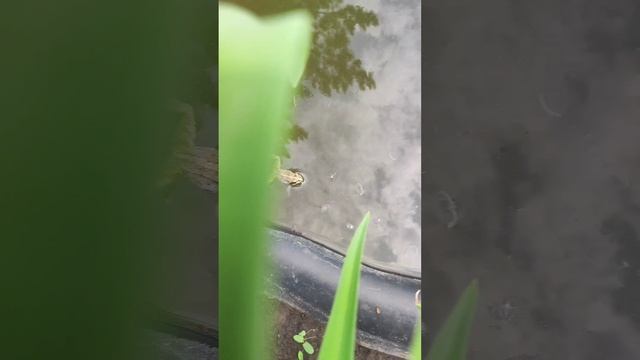 Лягушëнок тусит в пруду