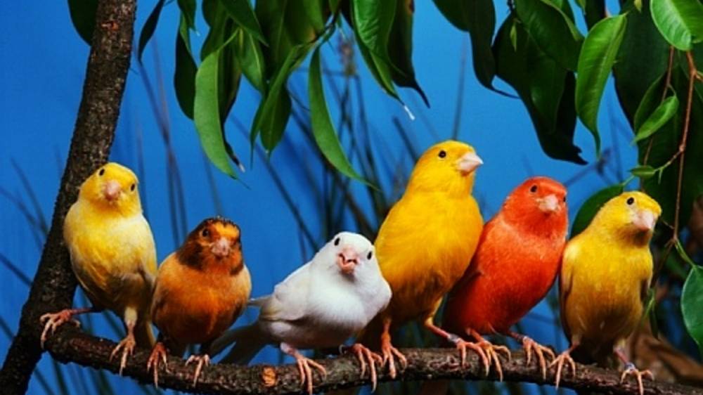 Blue Canary смотреть онлайн