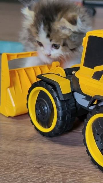 Котенок и желтый трактор. #котята #шорты 4k смотреть онлайн