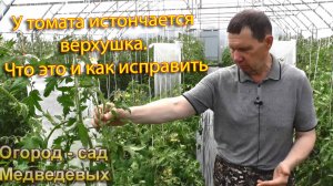 У томата истончается верхушка. Что это и как исправить
