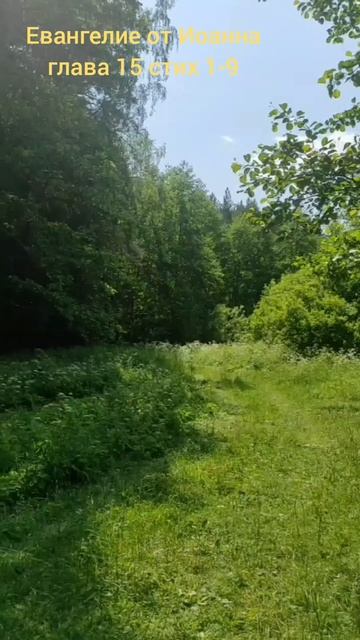 (63) Евангелие от Иоанна глава 15 стих 1-9 смотреть онлайн