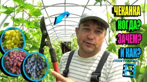 ЧЕКАНКА ВИНОГРАДА ОЧЕНЬ ПРОСТО. ОТВЕТЫ НА ВОПРОСЫ О ЗЕЛЕНЫХ ОПЕРАЦИЯХ. СЕВЕРНЫЙ ВИНОГРАДНИК 25-24