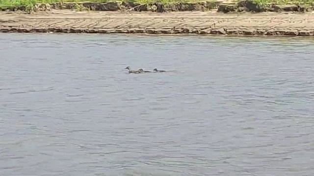 Утки плывут