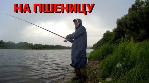 ТО ЛИВЕНЬ, ТО СОЛНЦЕ. РЫБАЛКА на ПШЕНИЦУ и ГОРОХ на ОКЕ.