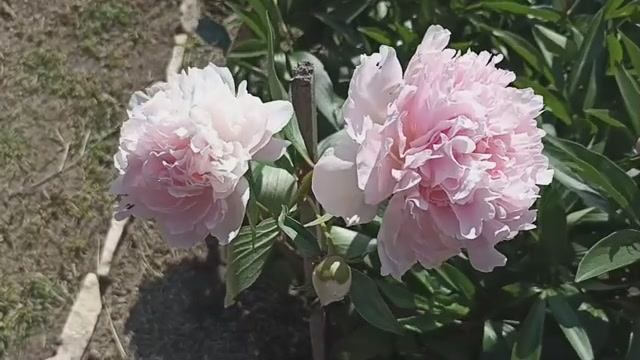 Очаровательная красота пиона.