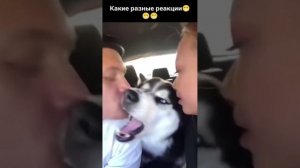 Какие разные реакции