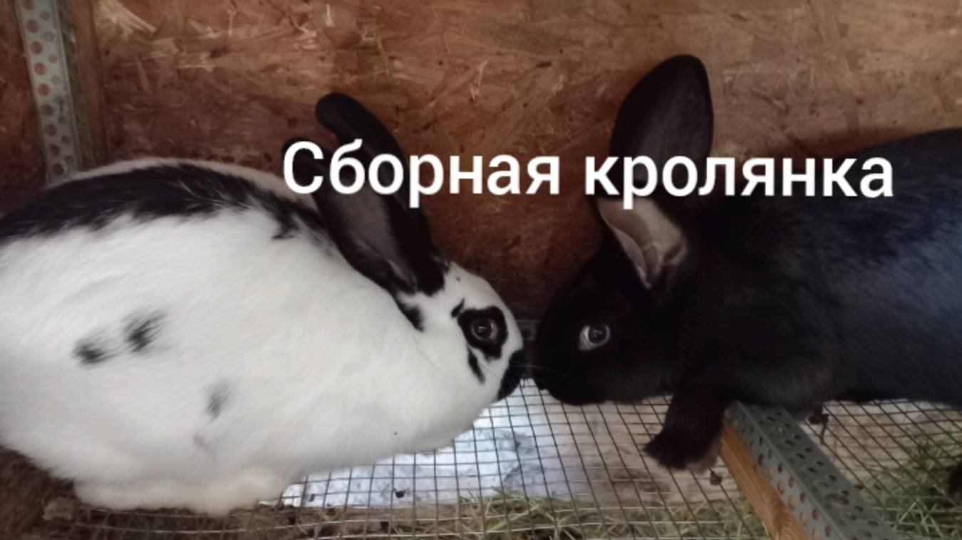 Сборная кролянка. 🐇🐇🐇 смотреть онлайн