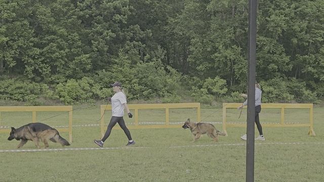 Группа Леруа Мадлен ШЕРХАН / КЧК ХАБАРОВСК 13 июня`25 В.Киселева Моно немецких овчарок