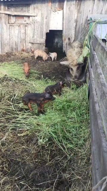 венгерская мангалица смотреть онлайн