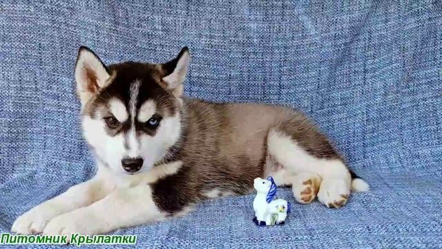 Предлагаем черно-белую девочку щенка хаски, родилась 8 мая 2025 года