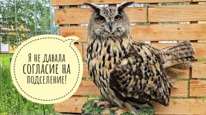 Утро перестаёт быть томным, когда предлагают ещё одного филина.  Сова Ёлка выслушала предложение