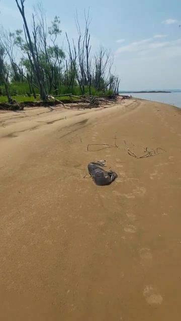Дядя Миша оставил свежие следы🐾