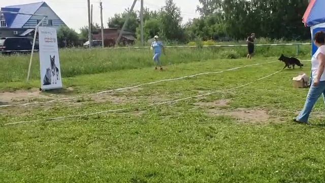 МОЛОДЫЕ СУКИ / КЧК НОВОСИБИРСК 14 июня`25 N.Maksimova Моно немецких овчарок