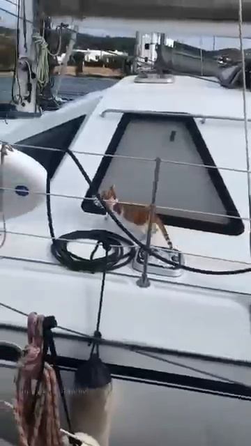 Кошки страдают морской болезнью Нет! -2025