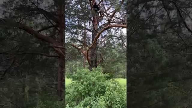 25.06.20-25 z смотреть онлайн