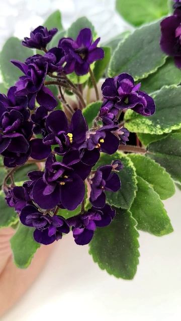 Фиалки ЛЕ-Мия и Mac's Black Uhuru