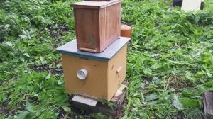 Роеловство 2025